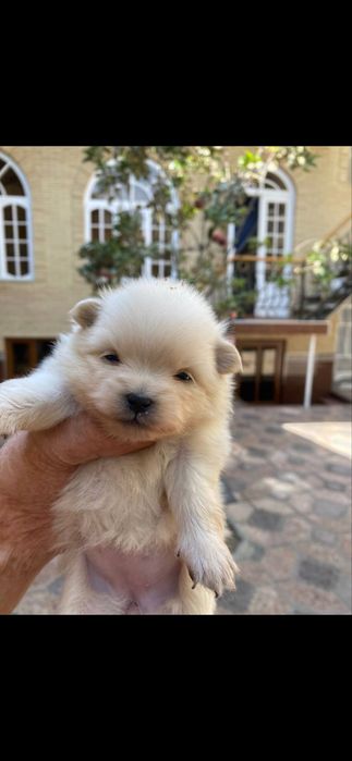 Продается померанский шпиц