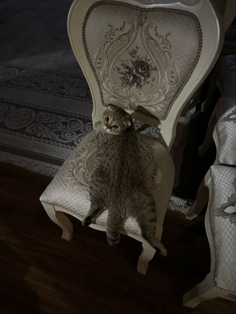 Вязка. Кот шотландский вислоухий