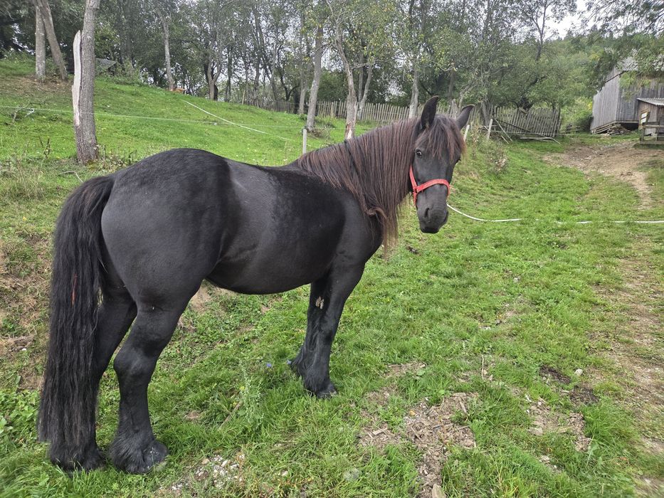 Vând iapa de 5-6 ani
