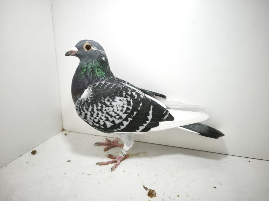 Porumbei reproduși pe boxe individuale