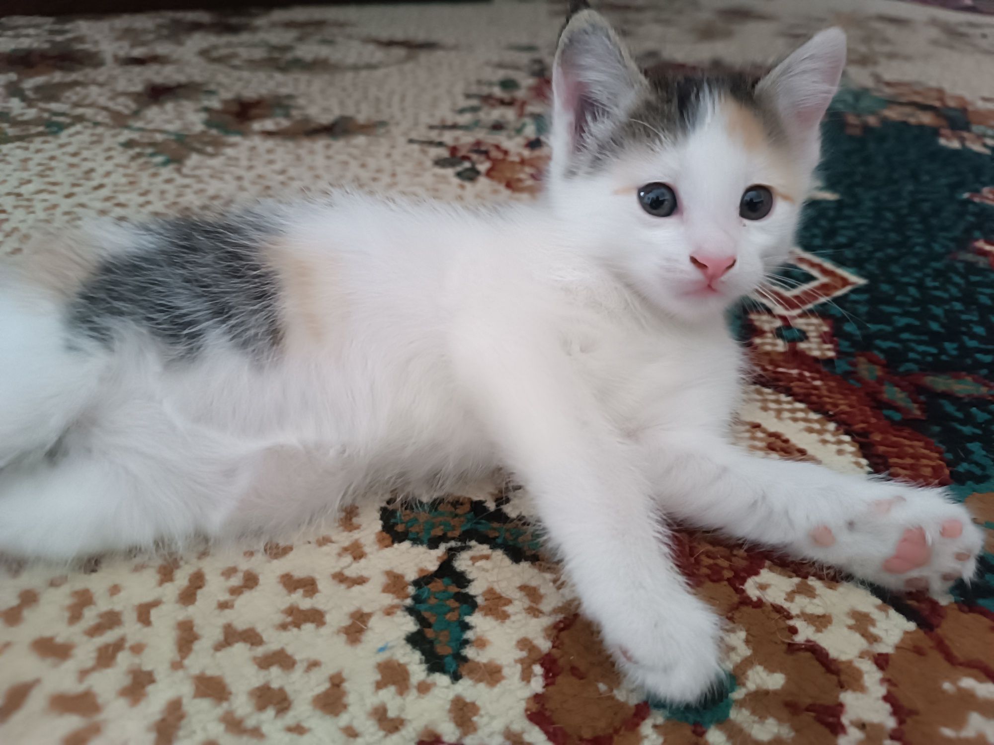 Отдаются даром котята
