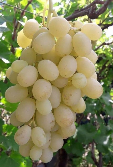 Butași de vita de vie de anul 3