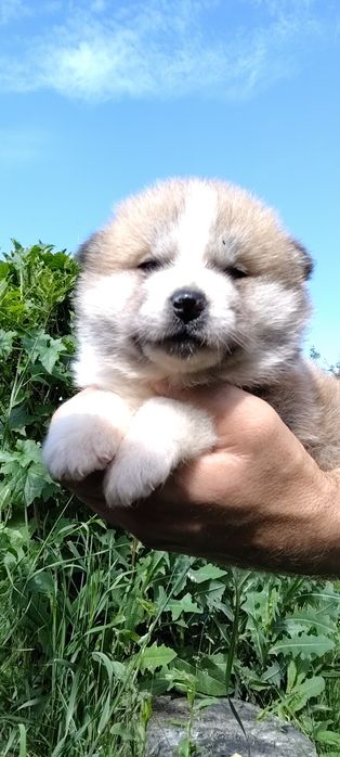 Femela Akita Inu cu pedigree A