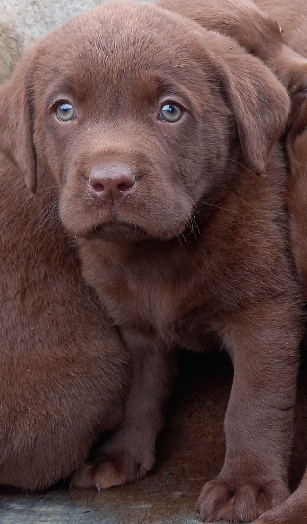 Labrador ciocolatiu