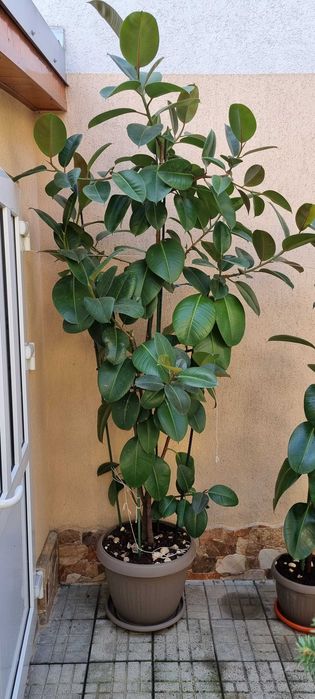 Ficus Elastica Robusta (frunza verde) (Rubber Plant 'Robusta)