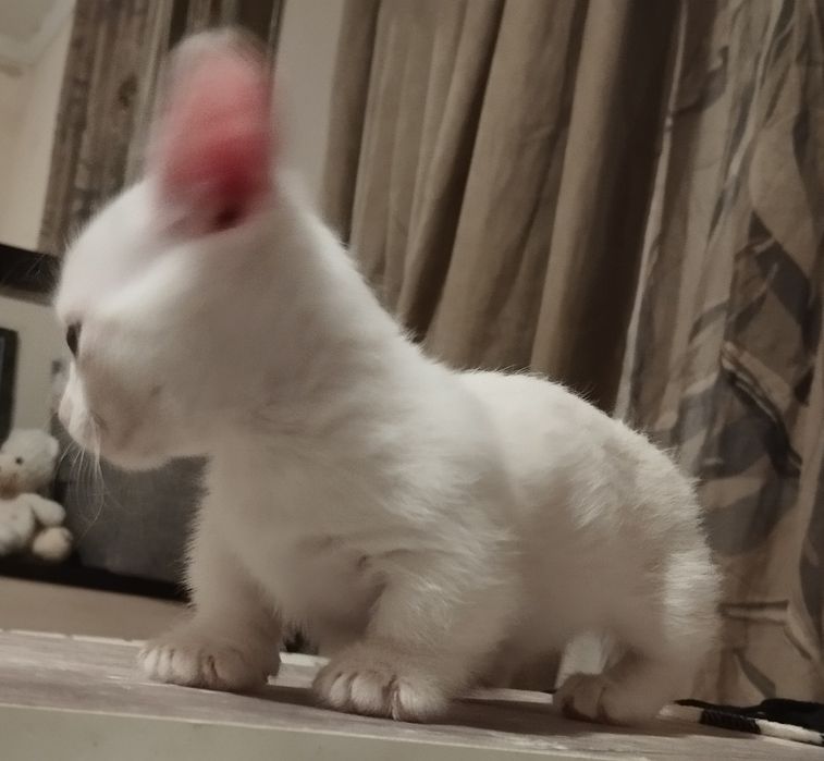 Котенца с къси краченца