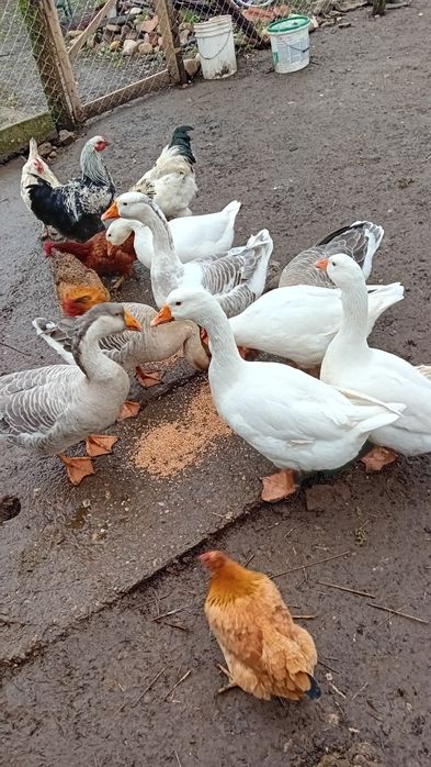 Vând gâște și găini