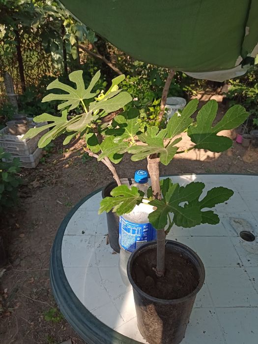 Puiet smochin aclimatizat