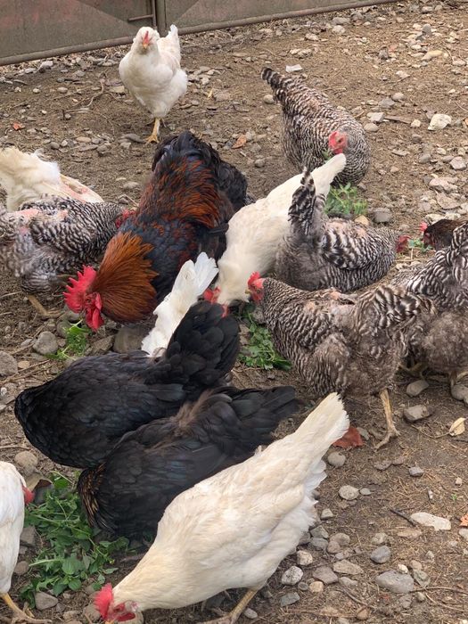 Vand 4 gaini si un cocos Marans