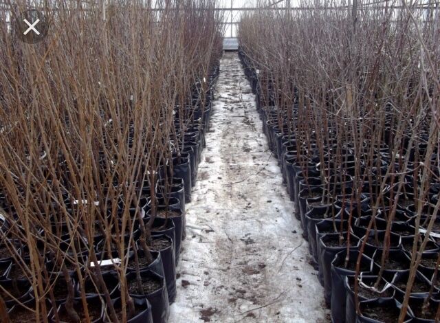 Продажа и посадка саженцев Астана