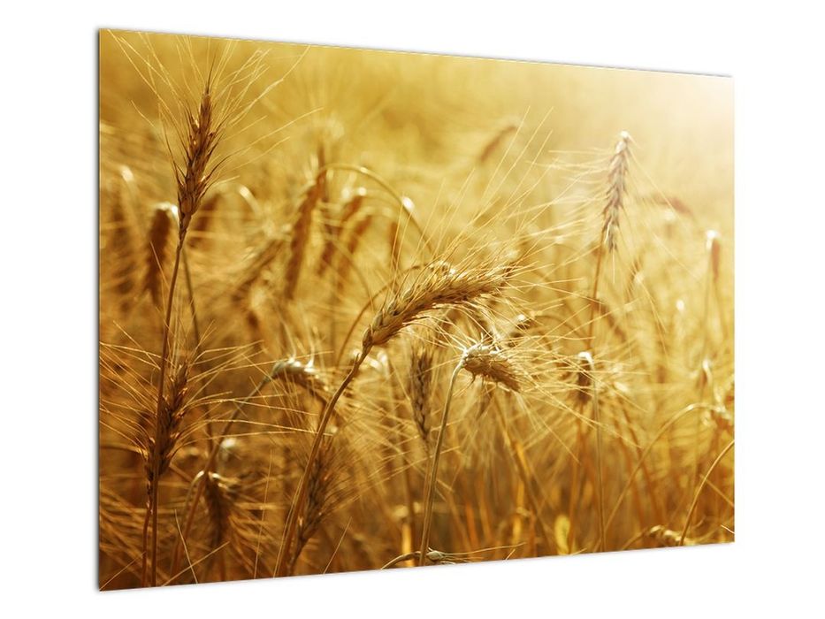 Vând grau cu indici de panificatie