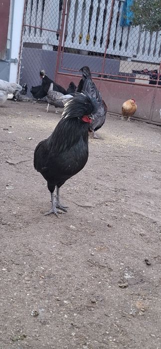 Vând o familie de motate olandeze