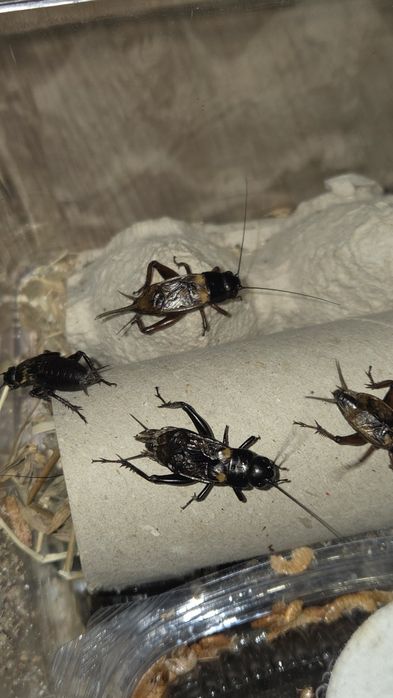 Gryllus bimaculatus-greieri