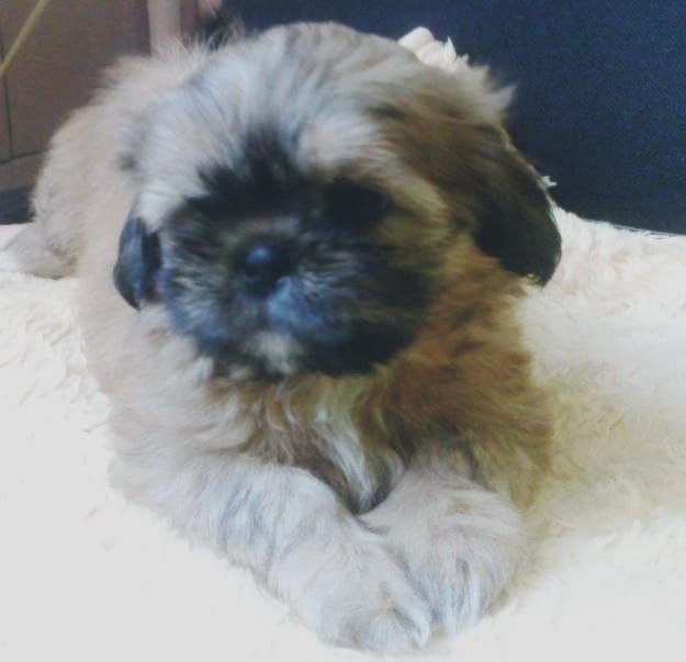 Shitzu baietel,Asigur transport!