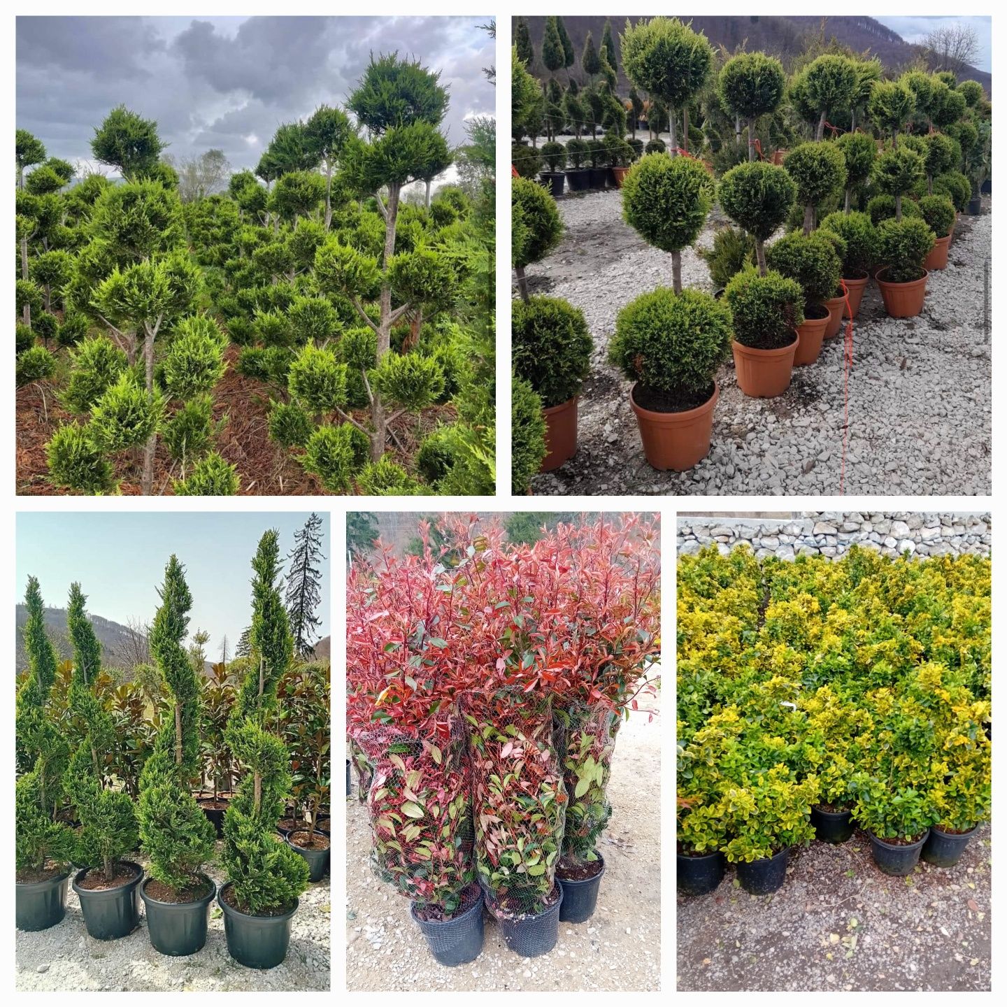 Vând plante naturale ornamentale