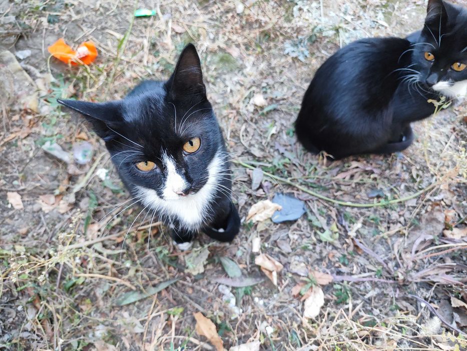 Котик 6  месяцев