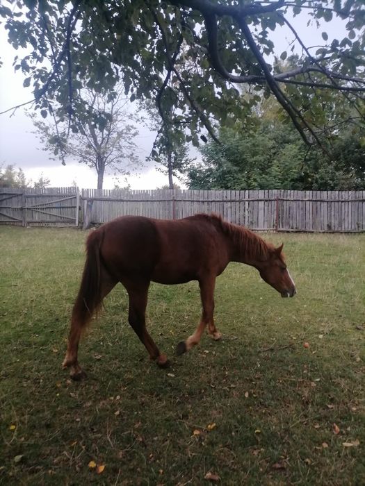 Vând mânz din iapa semigreu sau schimb pe cereale