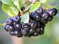 Vand aronia de 3 ani cu fructificare