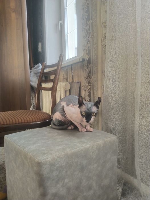 Канадский сфинкс, эльф