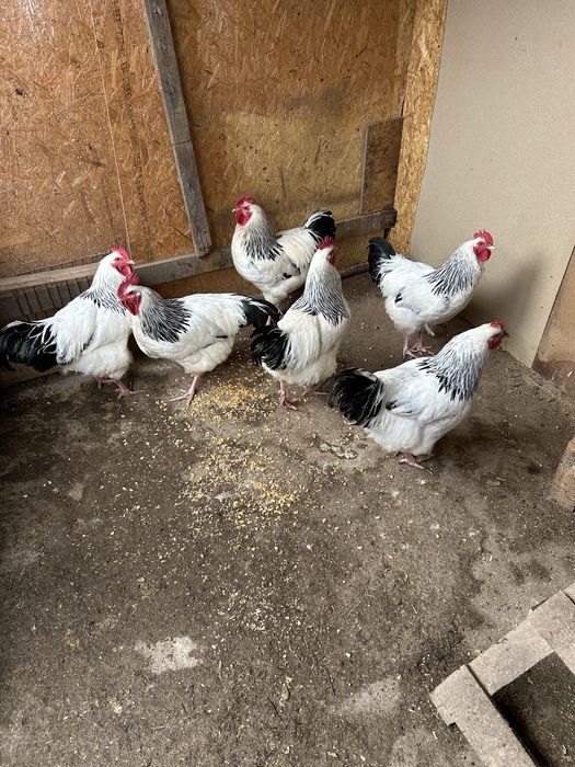 Cocosi sussex de vanzare., varsta 5 luni