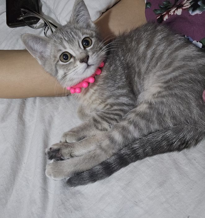 Пародные котята 100%