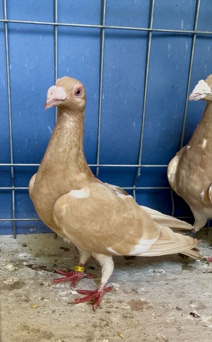 Porumbei voiajori de ornament 2025