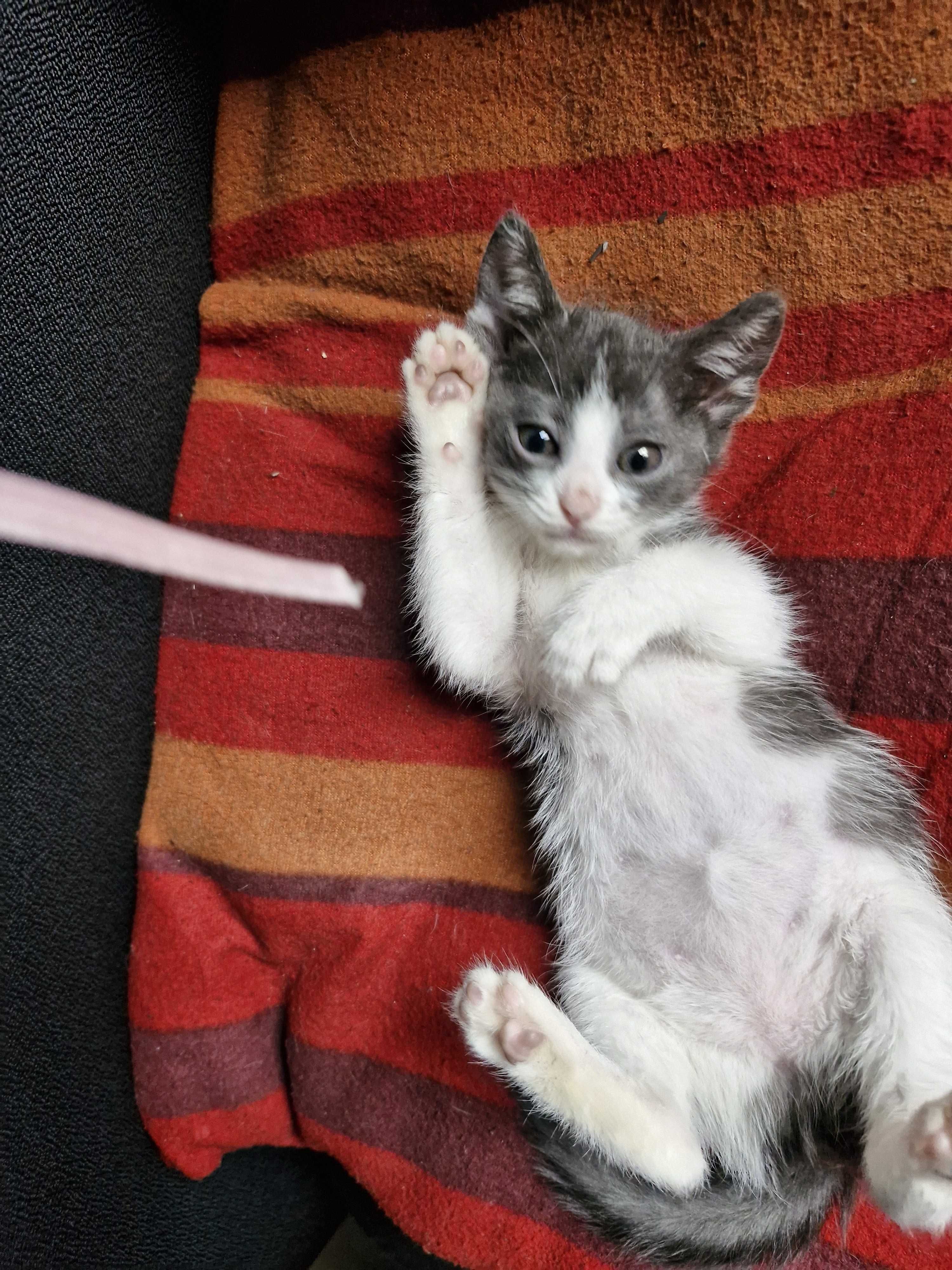 Котета на 1 мес. в София