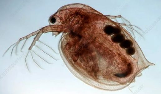 Daphnia, Pureci de baltă, Cyclopi, Hrana vie pentru Pești de Acvariu