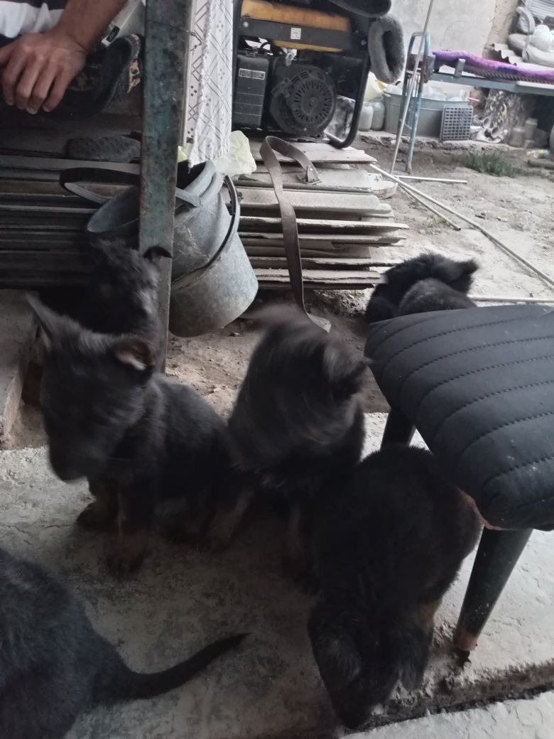 Готовятся к продаже