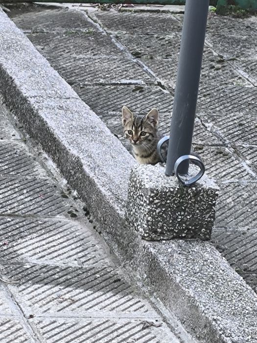 Подарявам малко коте