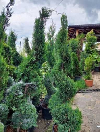 Tuia smarald Plante ornamentale leilandy Buxus