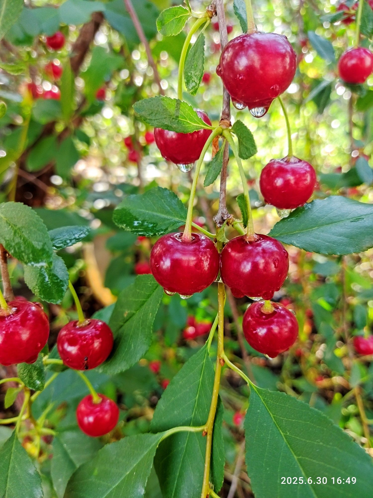 Продам вишню домашнюю