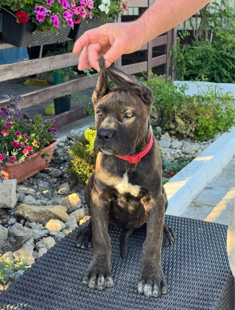 Vand cane corso italiano mai multe detalii in privat