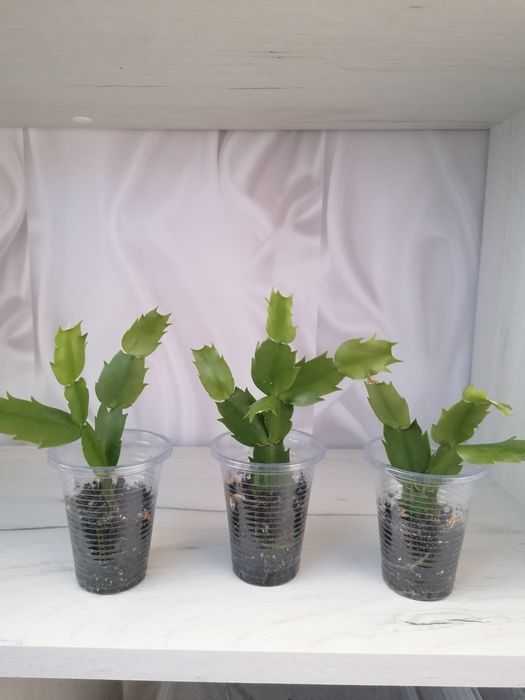 Декабрист комнатный