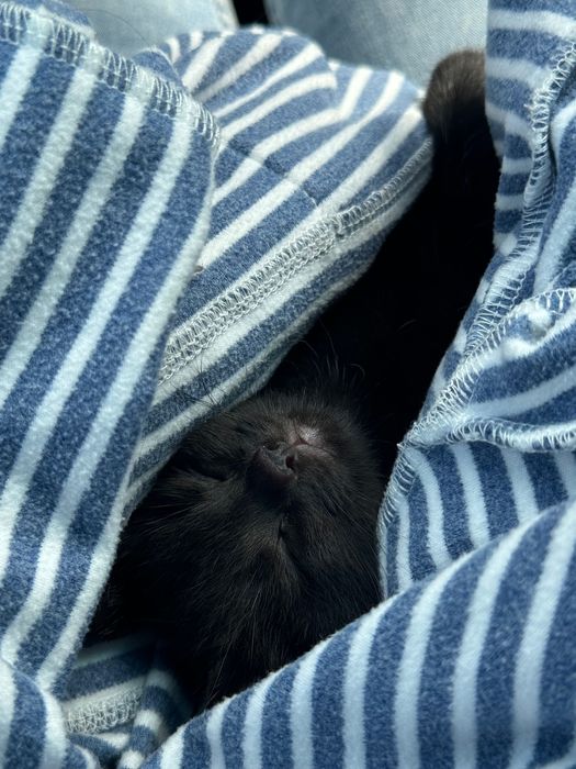 Отдам котенка девочка