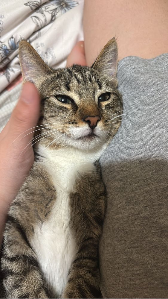Котёнок даром в хорошие руки