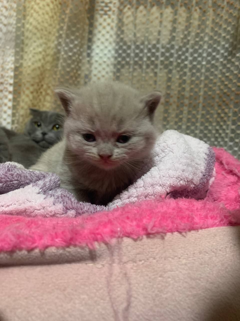 Готовятся к продаже котята скоттиш страйк