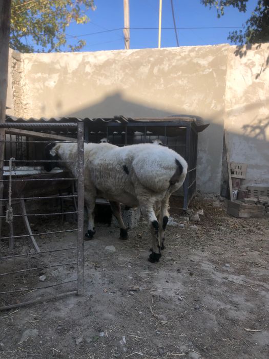 Қўчқор қарақулоқ