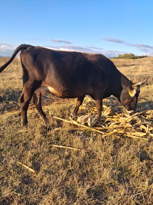 Vând vaca gestanta in 8 luni