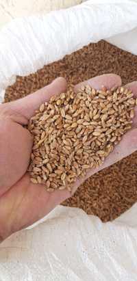 Продам пшеницу кормовую бидай