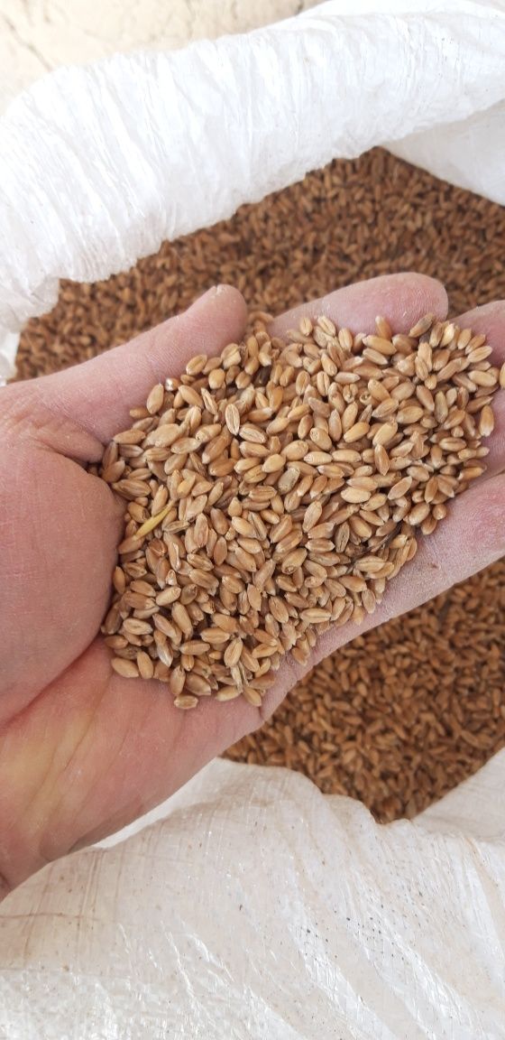 Продам пшеницу кормовую бидай