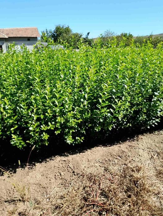 Лигуструм (ligustrum)