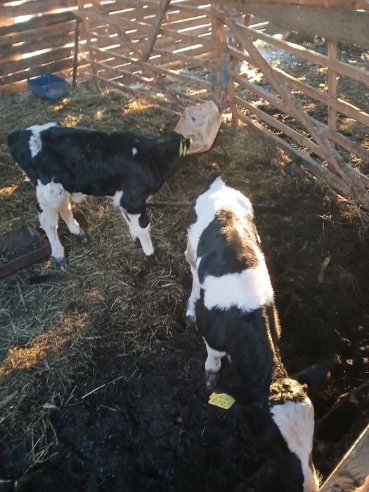 De vlnzare taurasi de 8