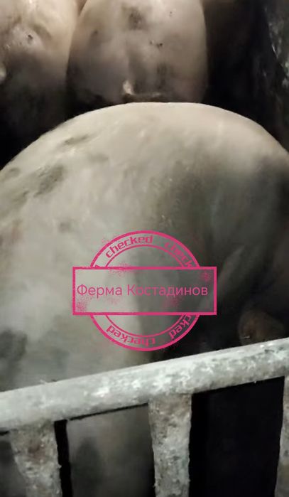 Домашно отгледани прасета.