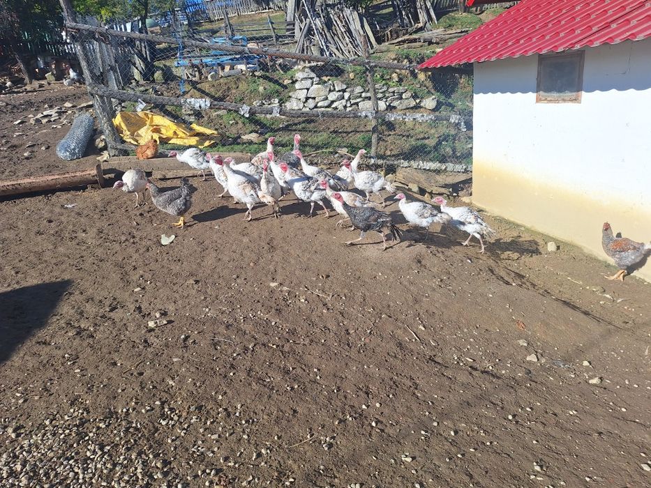 Pui de curca de vanzare