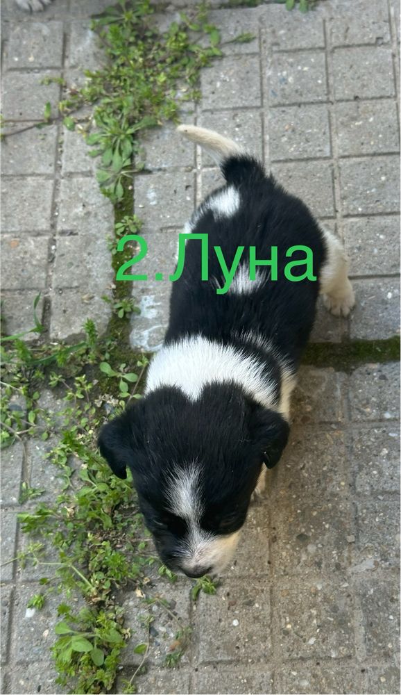 Подарявам кученца