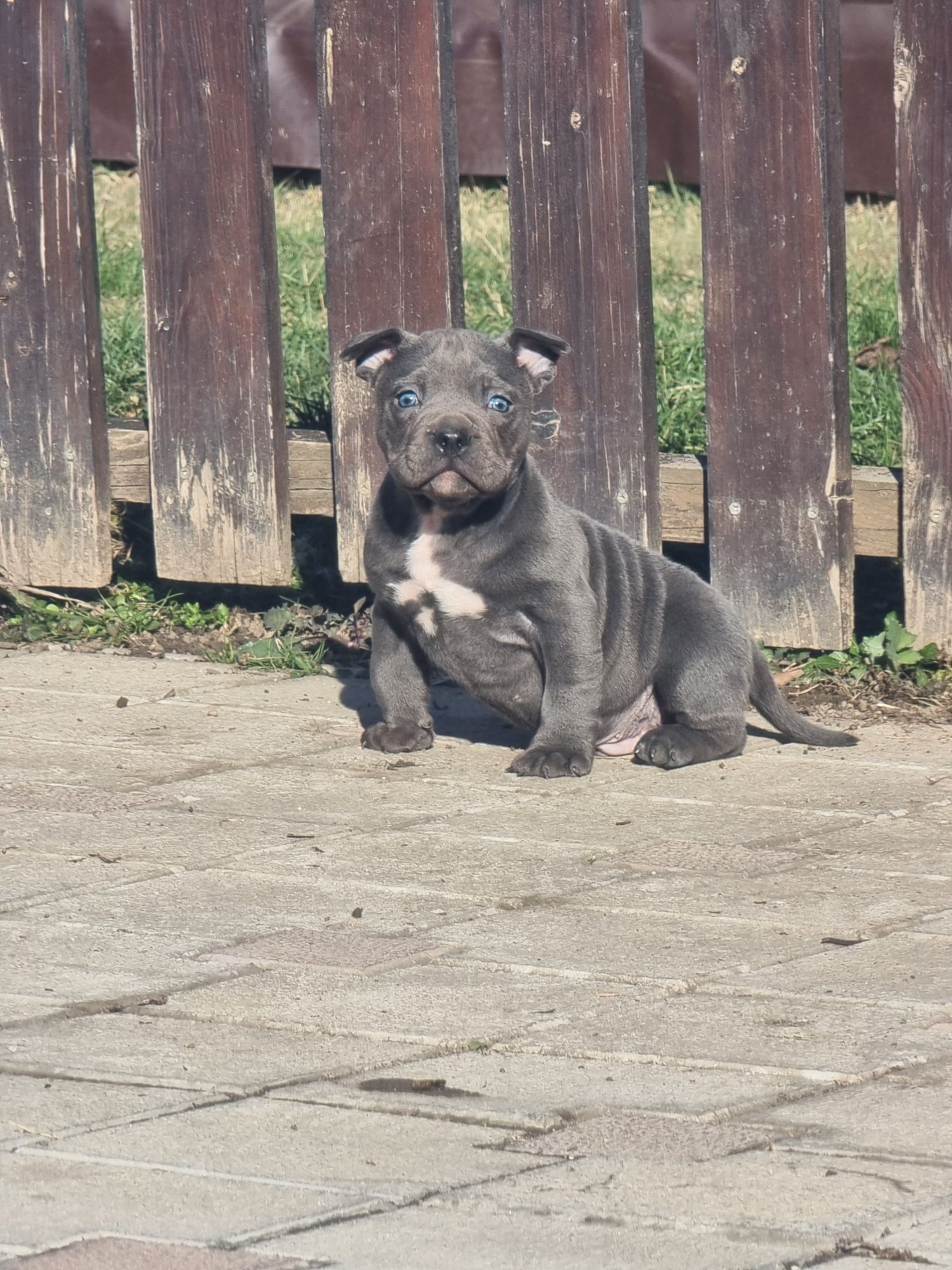 American Bully Pocket