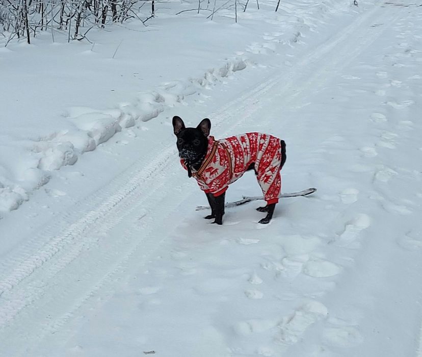 Комбинезон «Олени», XXL (ДС 40 см, ОШ 35 см, ОГ 52 см). Одежда для соб