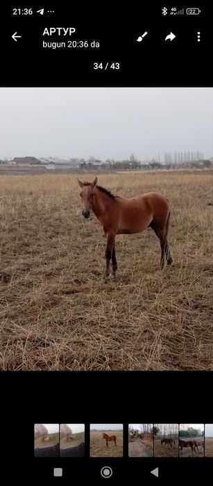 Тойлар сотилади 40 миллон ками бор