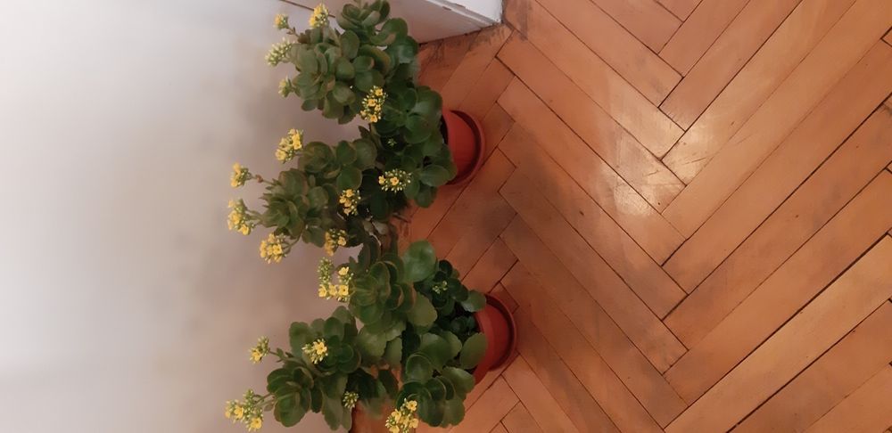 Каланхое различни цветове ,големина и други цветя